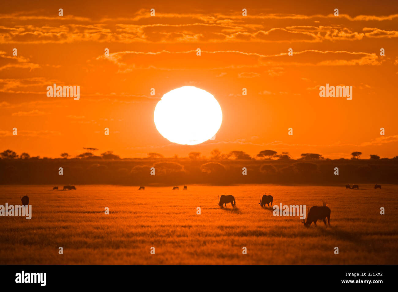 Africa, Botswana, Silhouette of gemsbok herd (Oryx gazella) at sunset Stock Photo