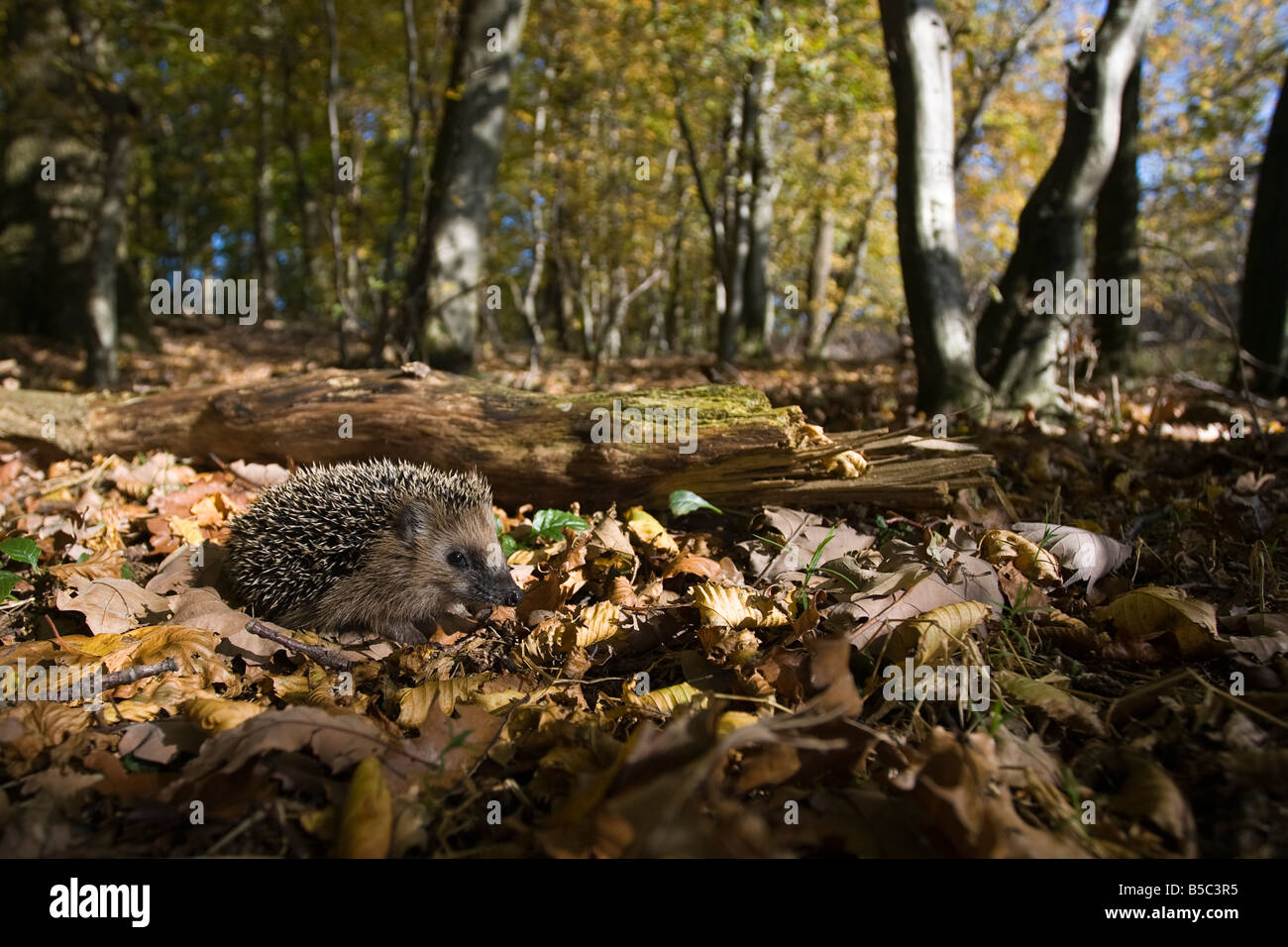 Europäischer Igel young hedgehog Erinaceus europaeus in beech forest in autumn foraging Stock Photo