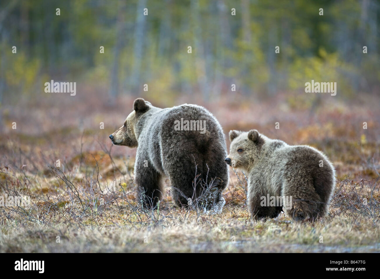 Finland, Ruhtinansalmi, near Suomussalmi, Wildlife Centre Martinselkonen Erakeskus. Brown bear. Ursus arctos. Mother and cub. Stock Photo