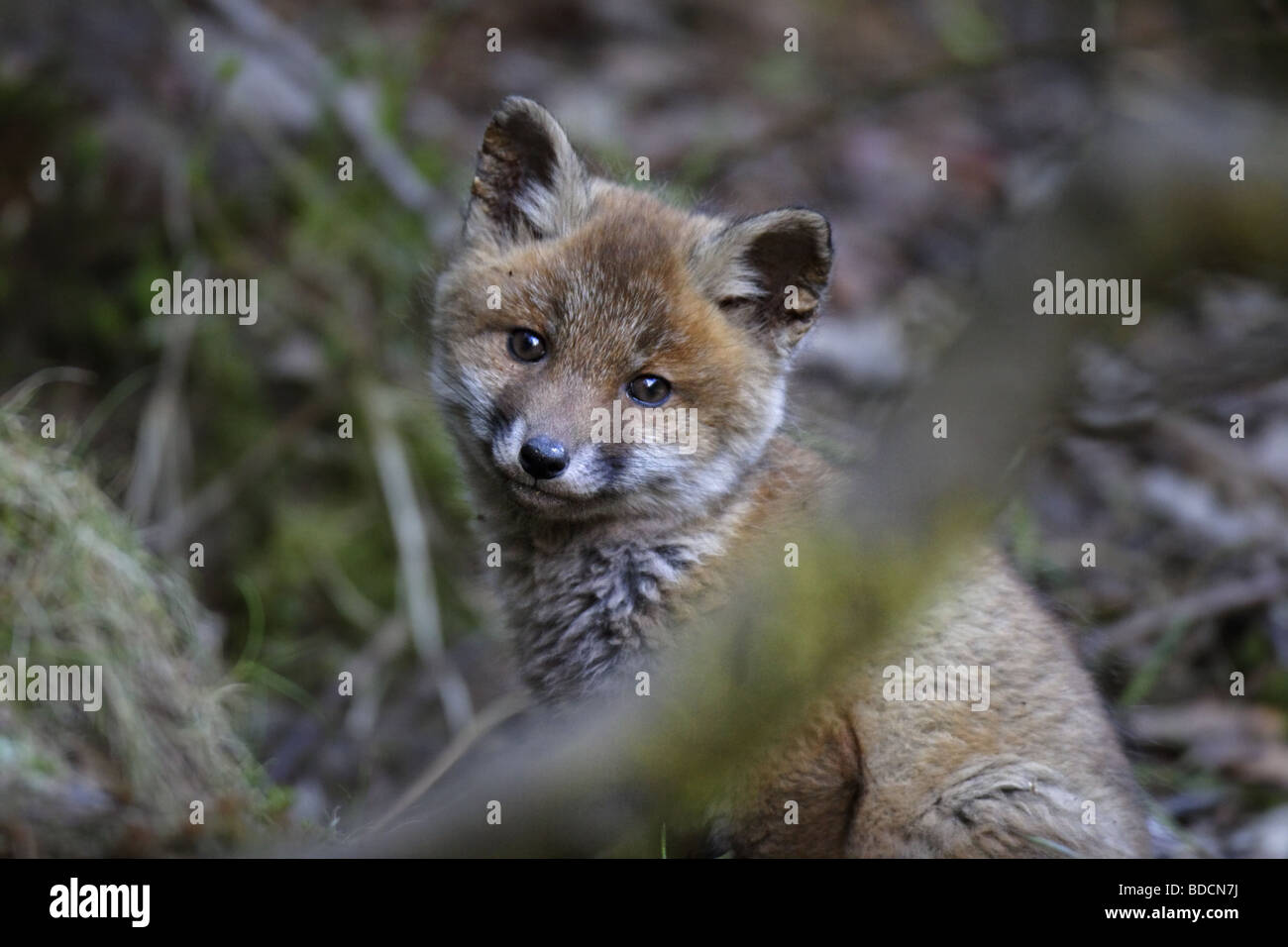 Europäischer Rotfuchs (Vulpes vulpes) red fox Stock Photo