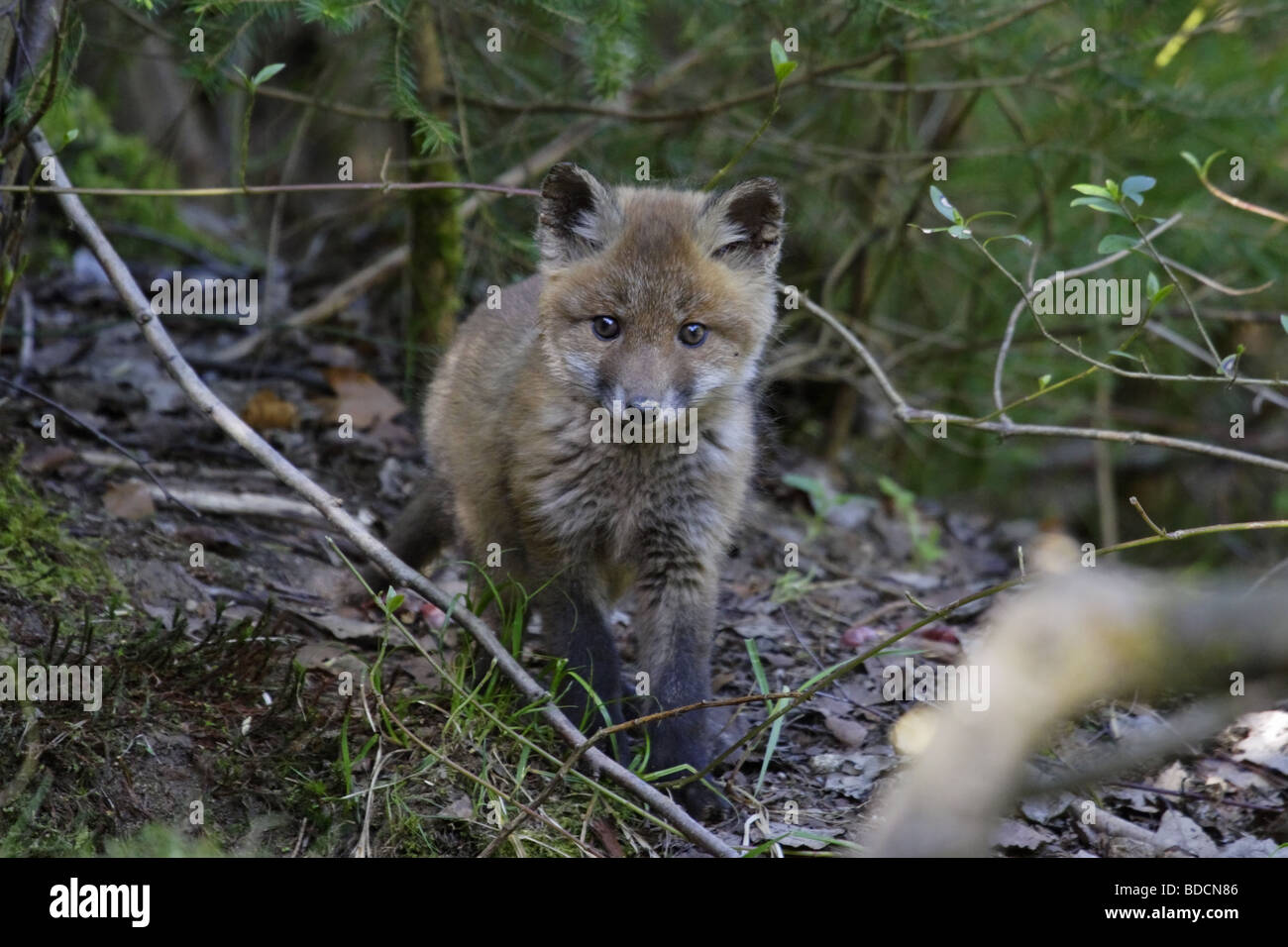 Europäischer Rotfuchs (Vulpes vulpes) red fox Stock Photo