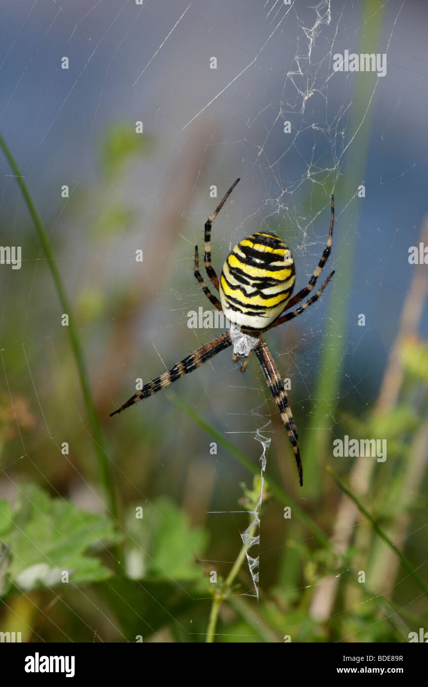 Wasp Spider Argiope bruennichi Female in web Stock Photo