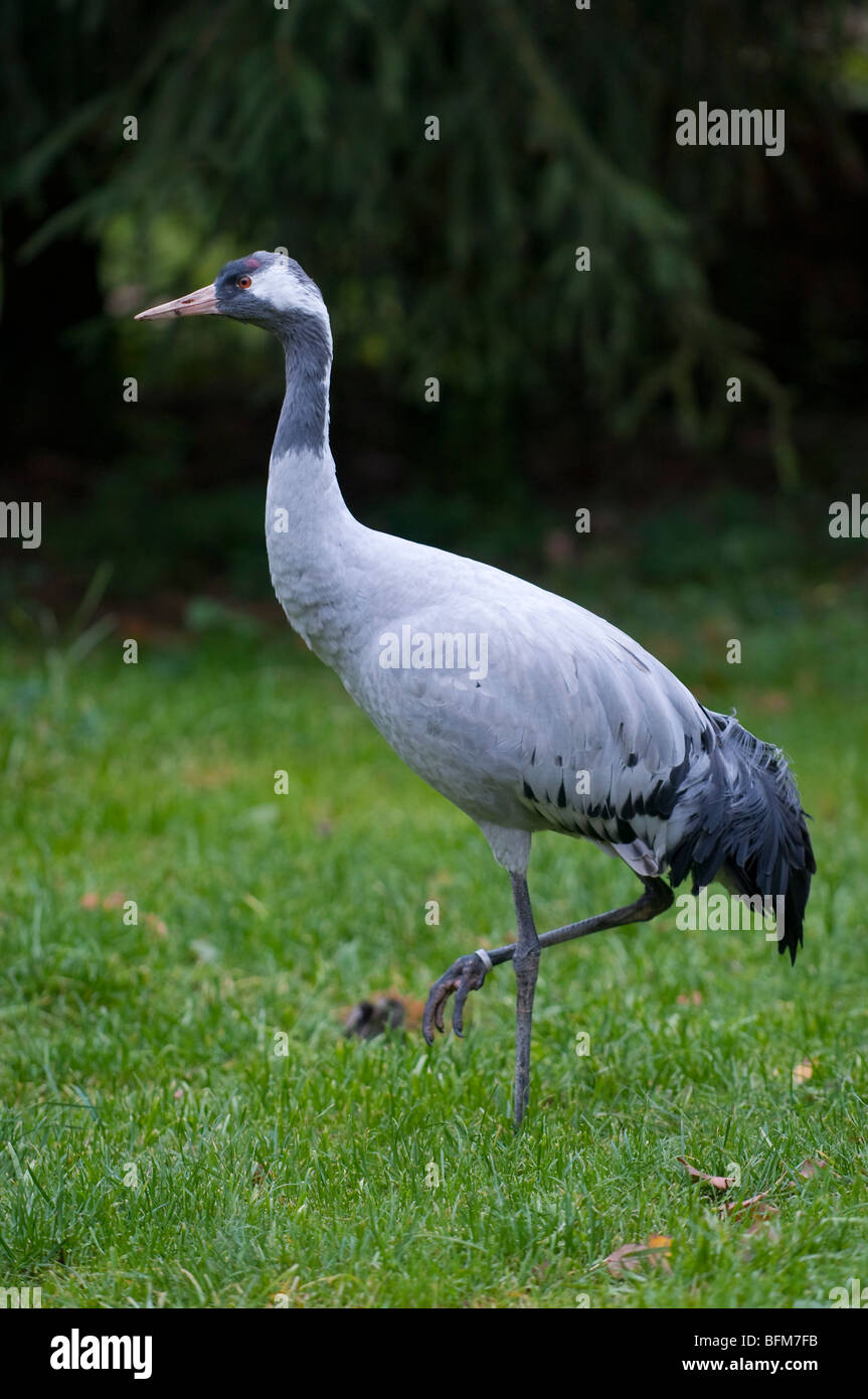 Europäischer Kranich -Common Crane - Grus grus Stock Photo