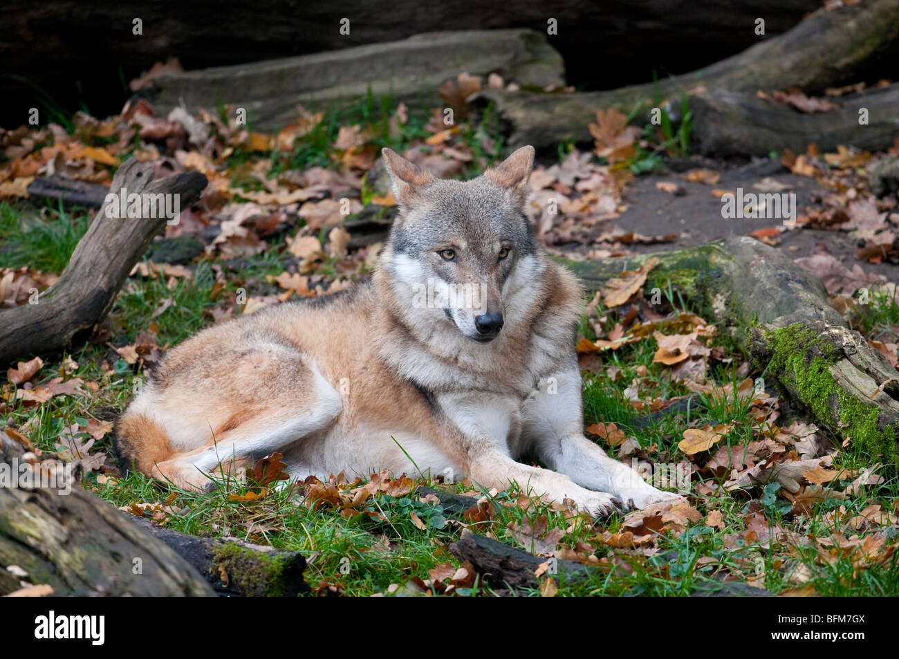 Europäischer Wolf - (Canis lupus) - European wolf Stock Photo