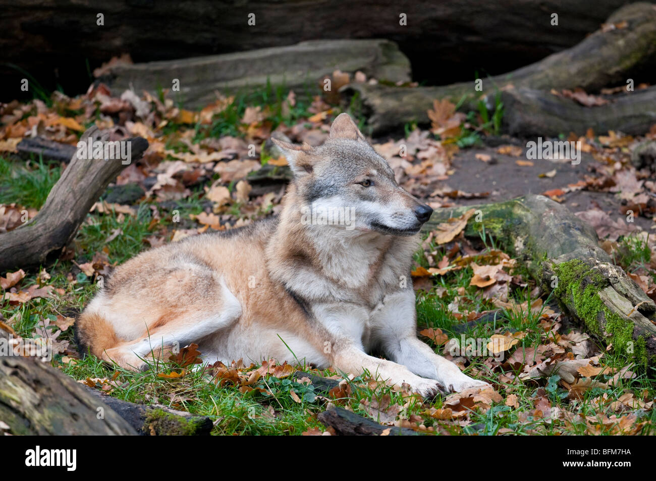 Europäischer Wolf - (Canis lupus) - European wolf Stock Photo