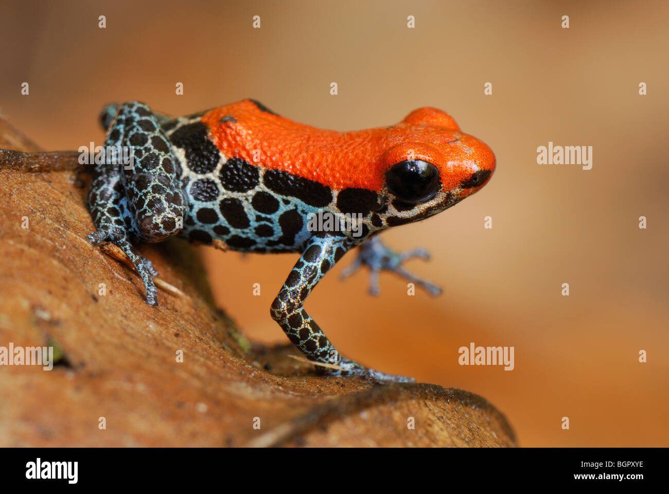 Reticulated Poison Dart Frog (Dendrobates reticulatus), adult , Allpahuayo Mishana National Reserve, Iquitos, Peru Stock Photo