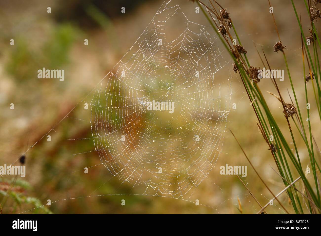 Web of female Garden or Cross Spider (Araneus diadematus). Powys, Wales, UK. Stock Photo