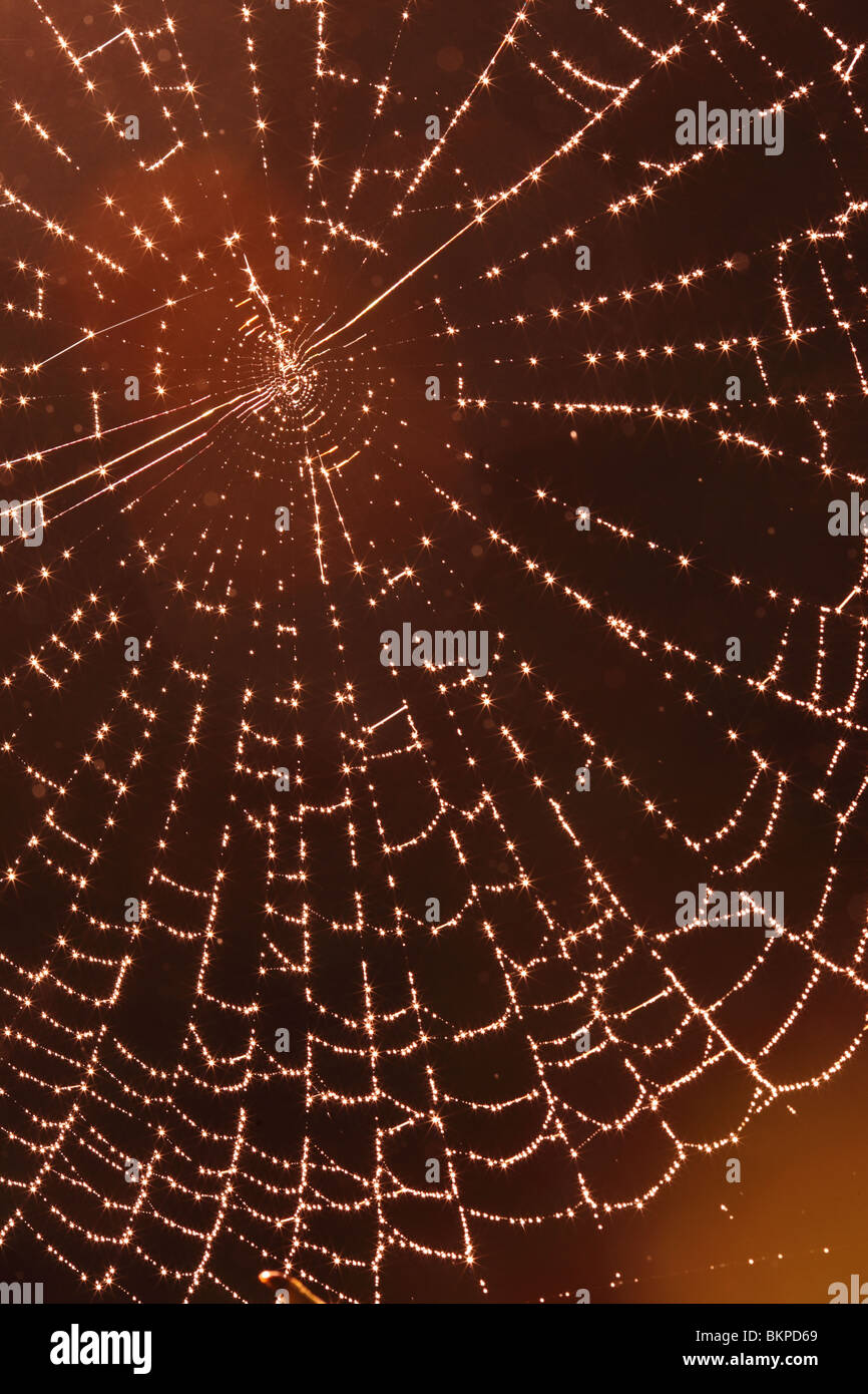 Spider web in woods Stock Photo