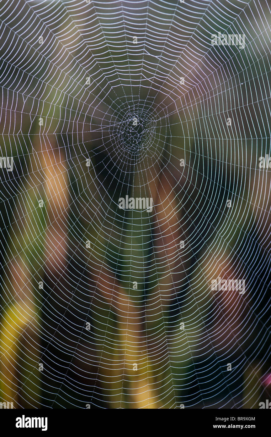 Spiders web in a garden Stock Photo