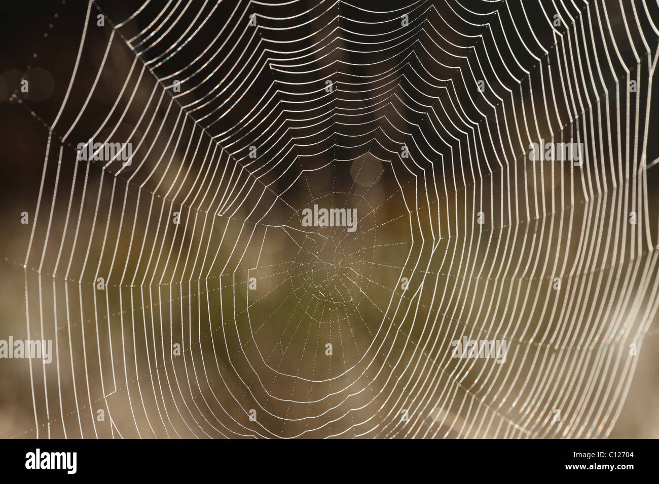 Spider web of an Araneid Spider, Bavaria, Germany Stock Photo