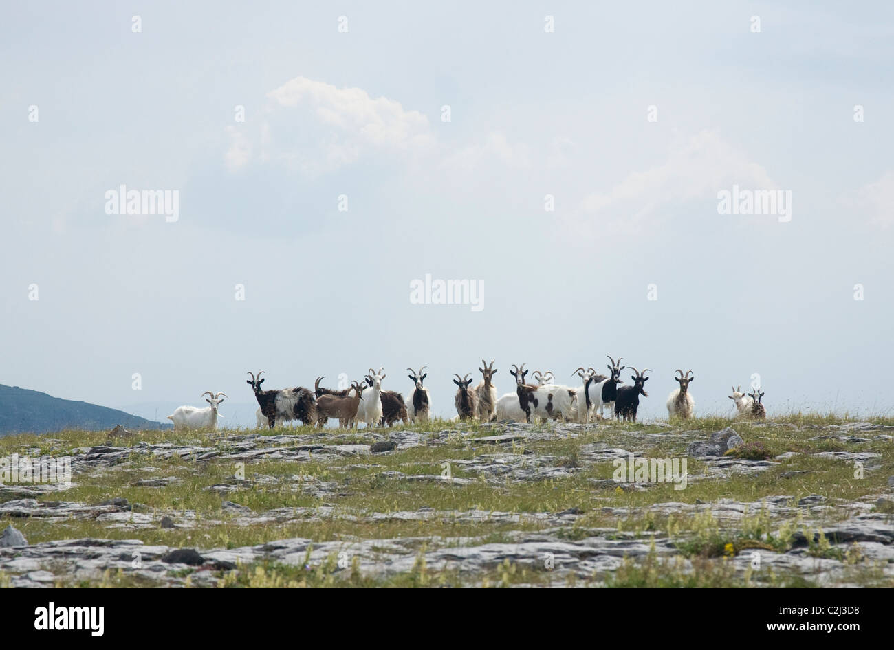 Herd of feral goats, Turlough Hill, The Burren, County Clare, Ireland. Stock Photo