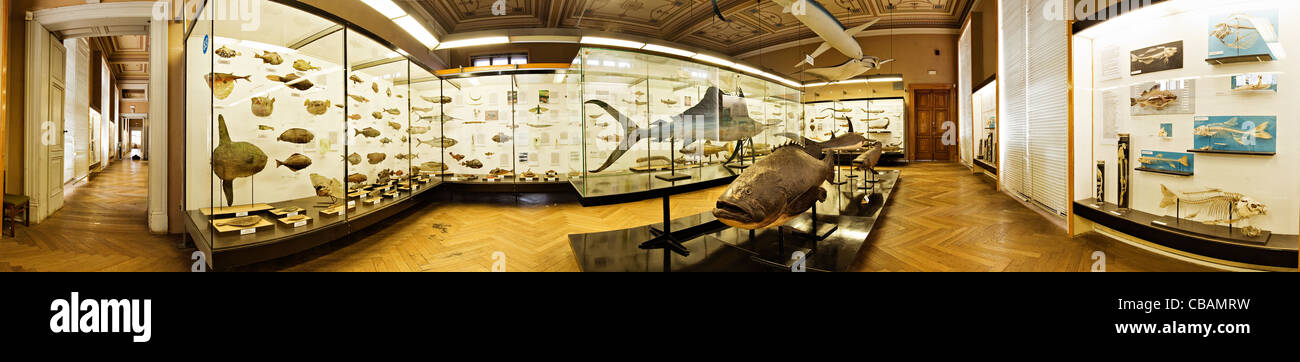 Zoological-ichthyology exposition in interior of the National Museum in Prague, Czech Republic on Sep. 1, 2010. National Museum Stock Photo