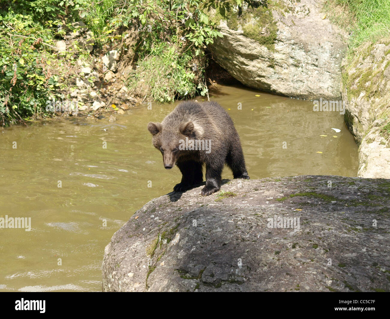 Brown bear,  in the NP national park Bavarian Forest / Ursus arctos / Europäischer Braunbär im NP Nationalpark Bayerischer Wald Stock Photo