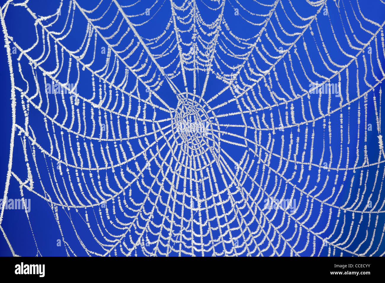 Frozen spider web Stock Photo