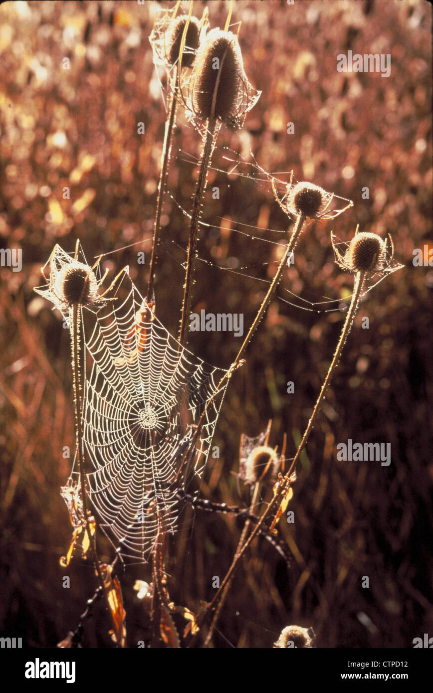 orb web on teasel Stock Photo