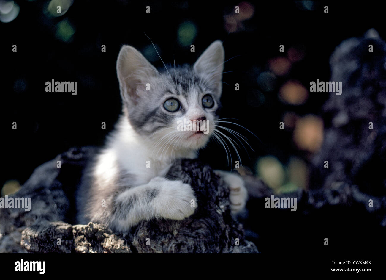 A cute and inquisitive kitten looks out from a hole in an old tree trunk. Stock Photo