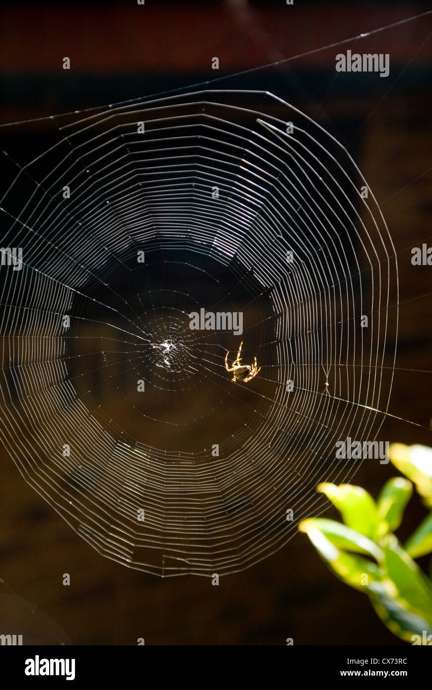 garden or orb spider Araneus diadematus on web roath park cardiff wales september Stock Photo