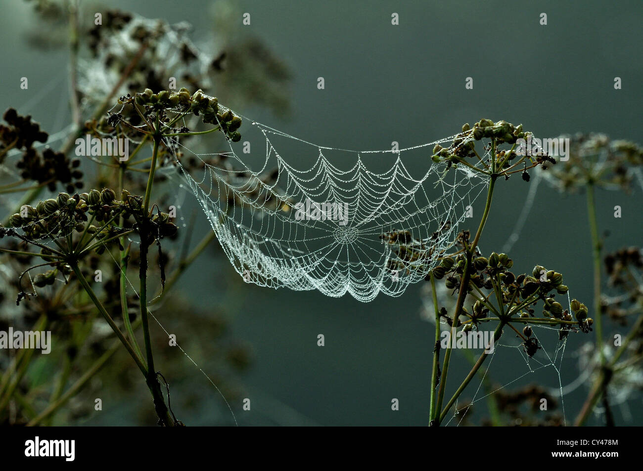 Orb web covered in dew at dawn. Stock Photo