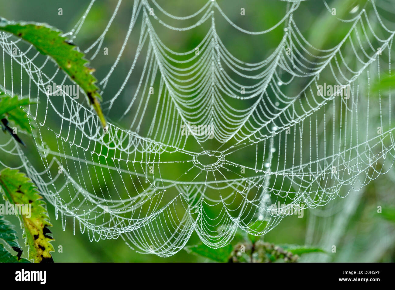 Orb web covered in dew at dawn. Stock Photo