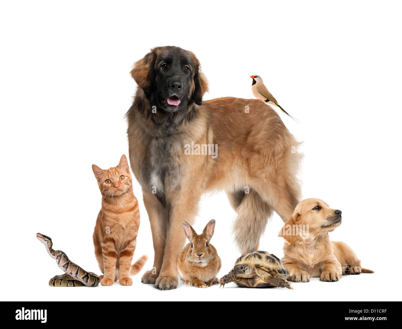 Group of pets and wild animals against white background Stock Photo