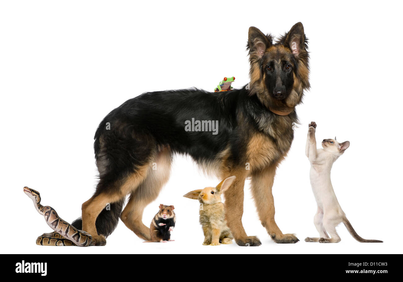 Group of pets and wild animals against white background Stock Photo