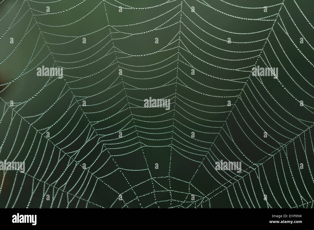 Orb web covered in dew at dawn. Stock Photo