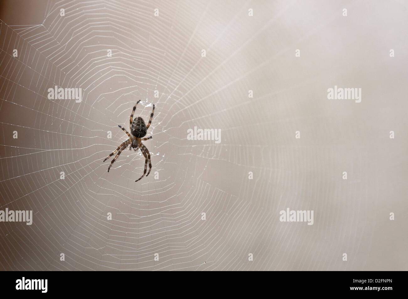 Common garden spider on its spider web, UK Stock Photo