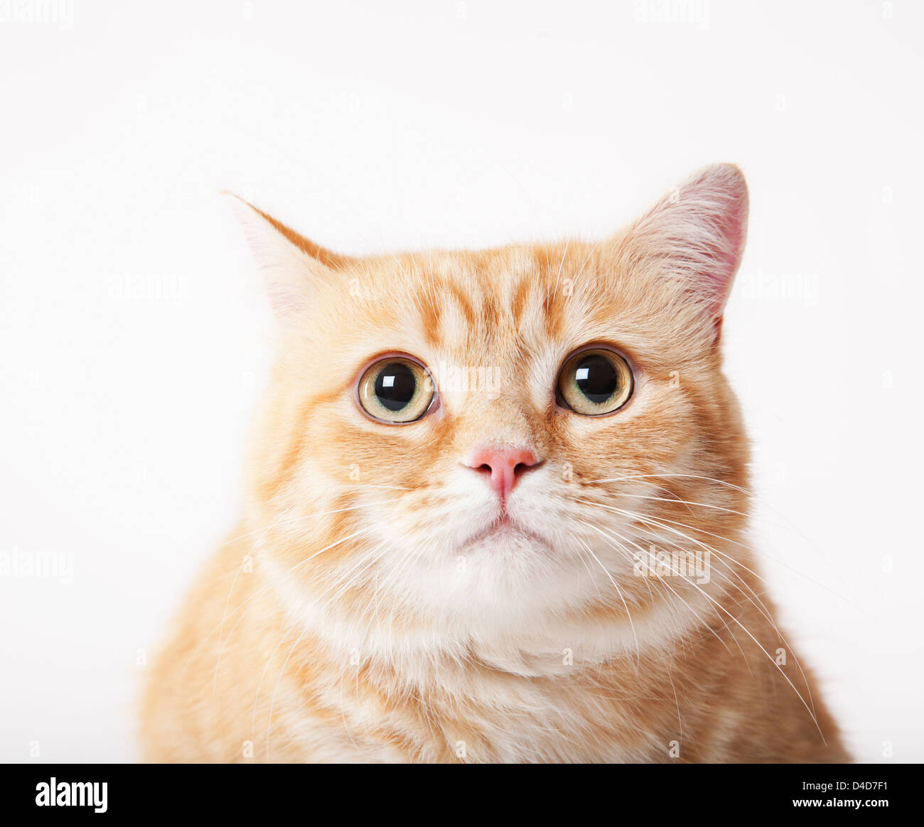 Close up of cat's face Stock Photo