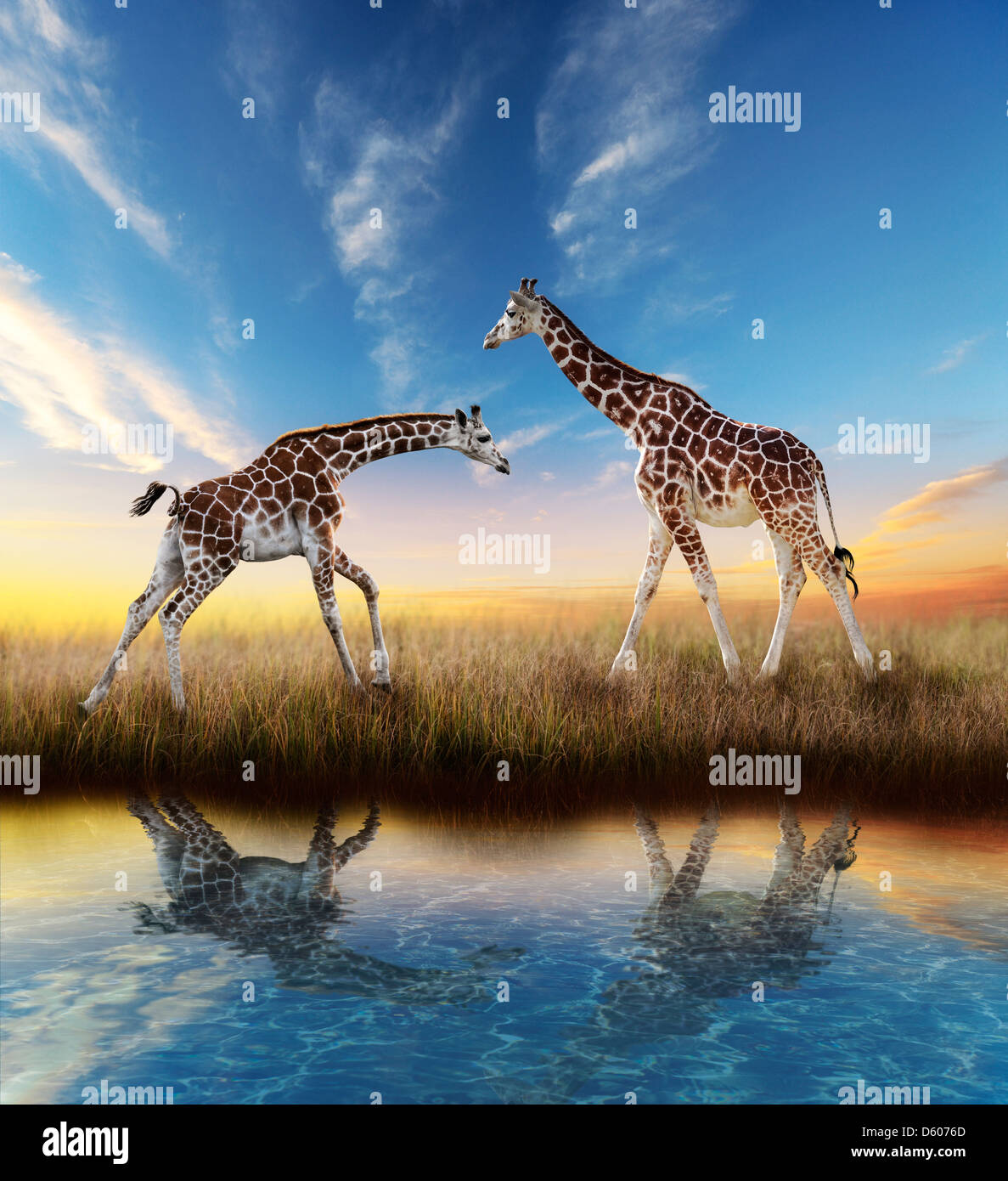 Two Giraffes At Sunset With Water Reflection Stock Photo