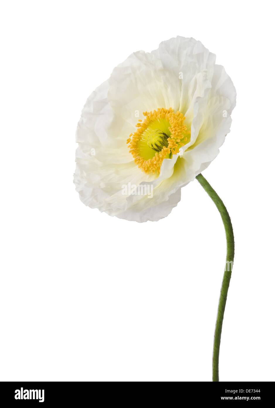 White poppy hi-res stock photography and images - Alamy