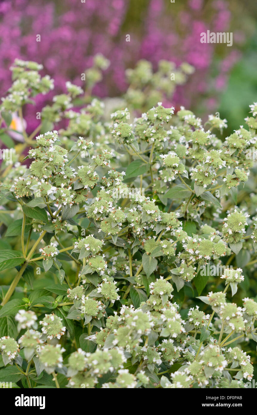 Short-toothed mountain mint (Pycnanthemum muticum) Stock Photo