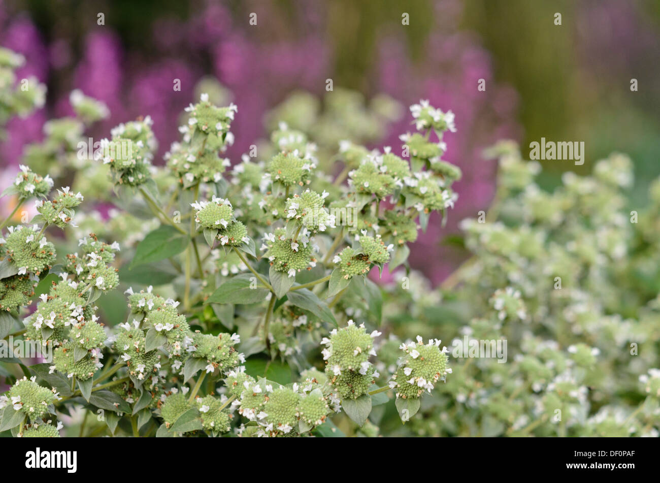 Short-toothed mountain mint (Pycnanthemum muticum) Stock Photo