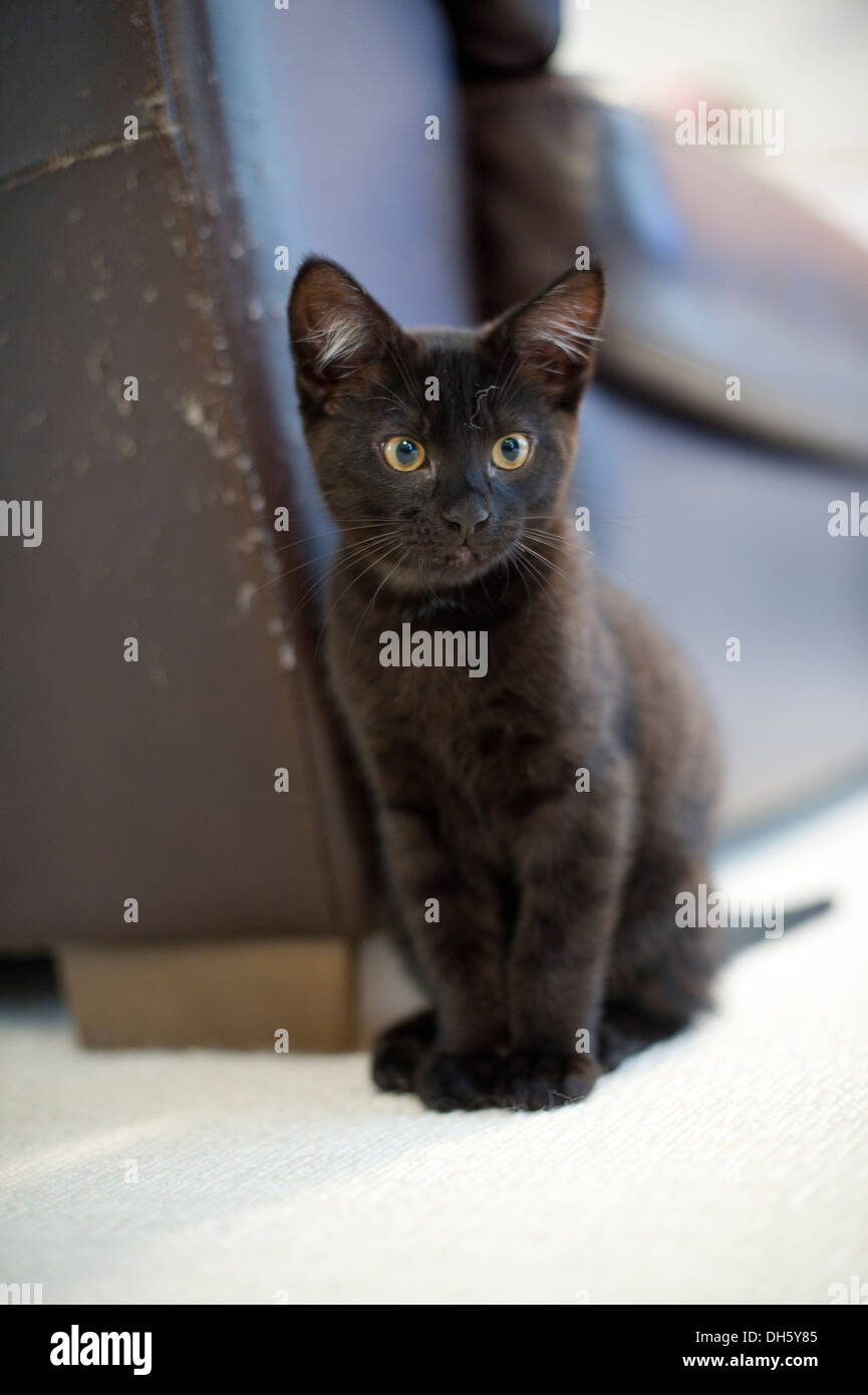 Black kitten Stock Photo