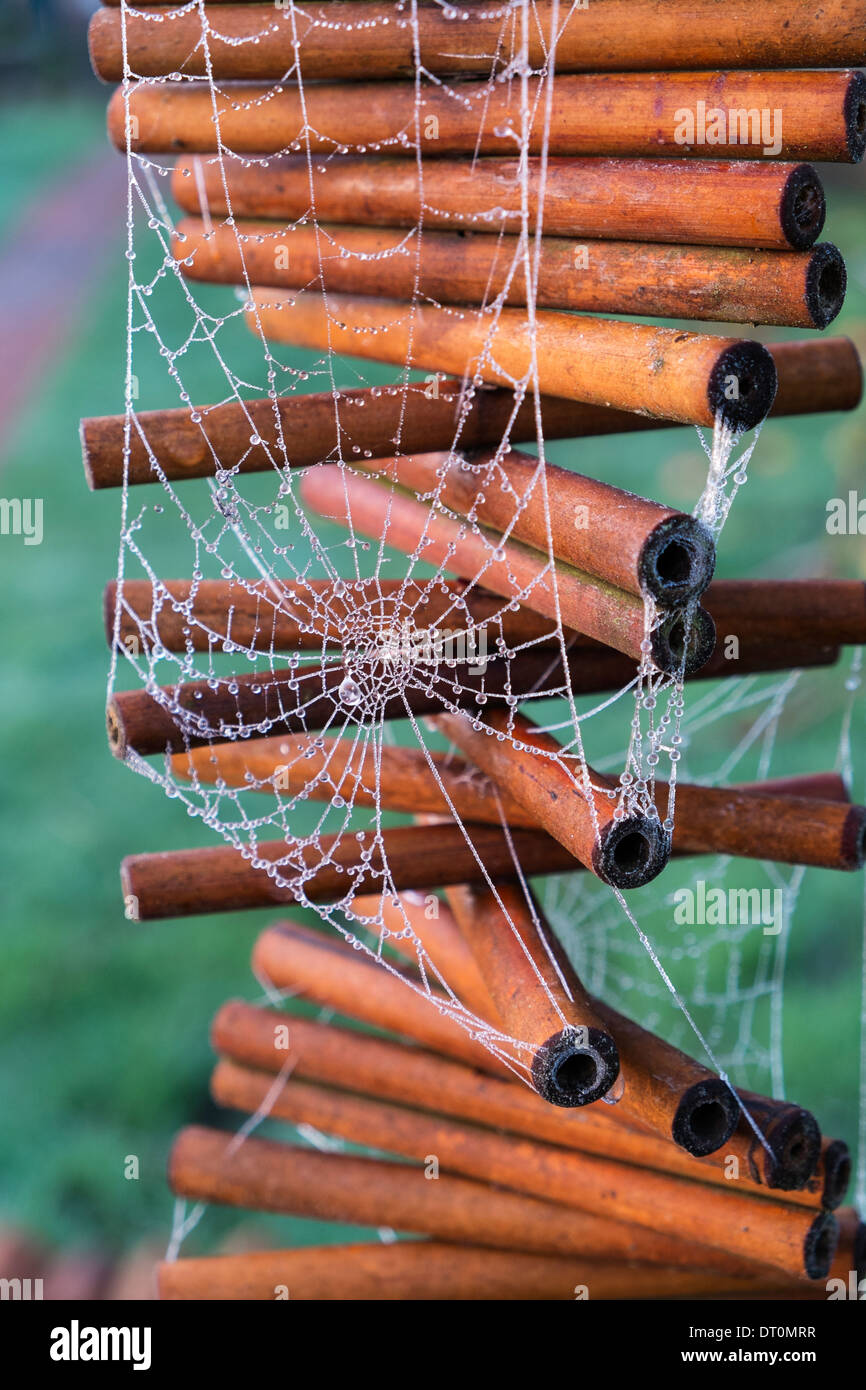 Frosty Spiders web on garden mobile Stock Photo