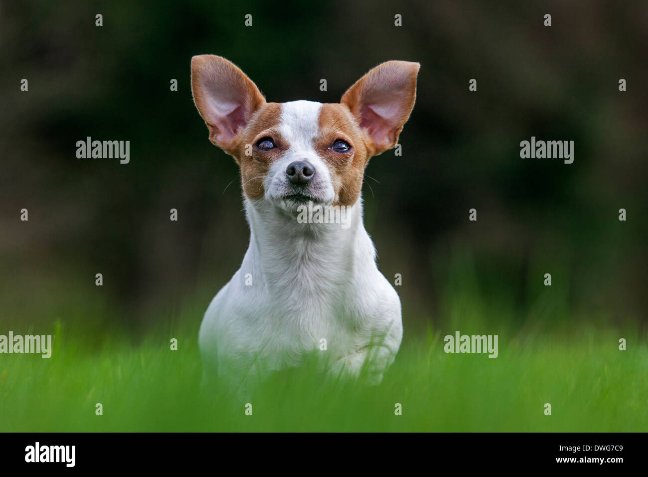 Short-haired Chihuahua in garden Stock Photo