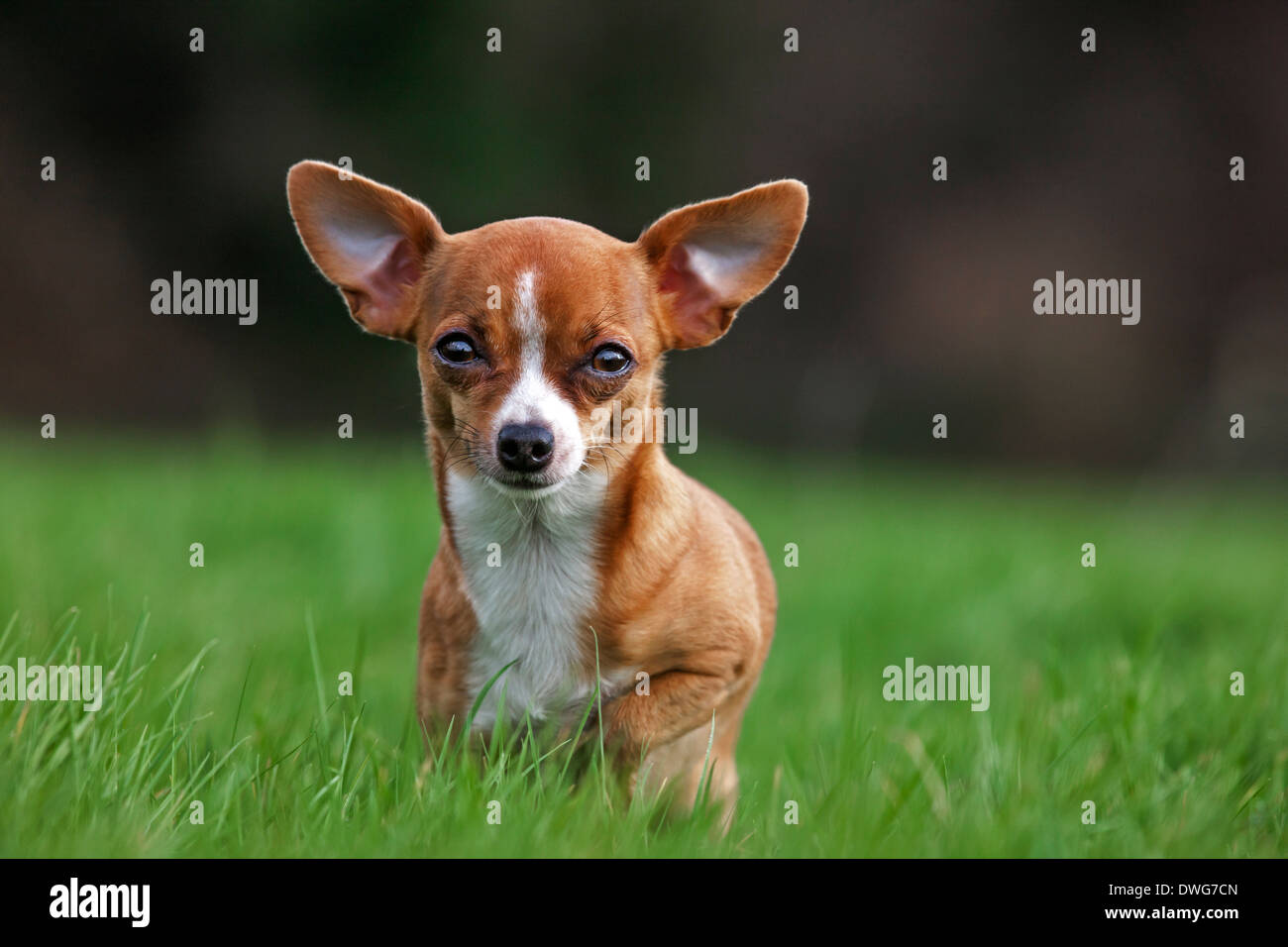 Short-haired tan Chihuahua in garden Stock Photo