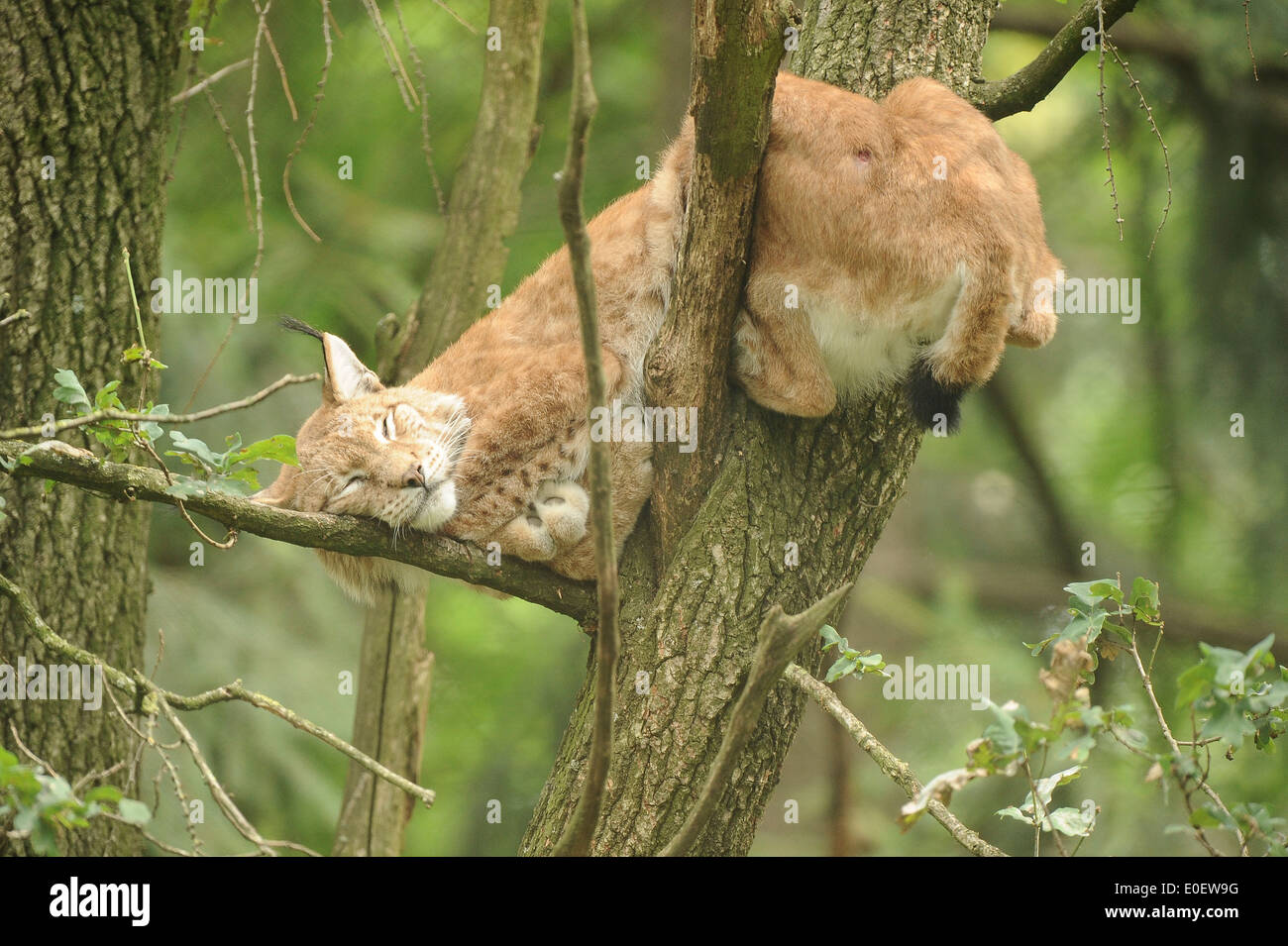 Eurasian Lynx (Lynx lynx) Europäischer Luchs, sleeping on a tree, Stock Photo