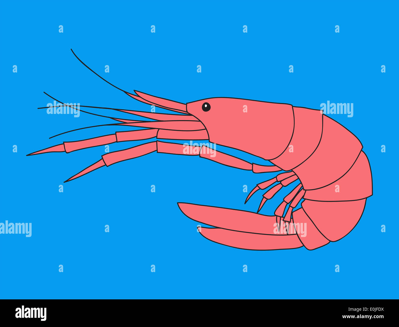 Shrimp illustration Stock Photo