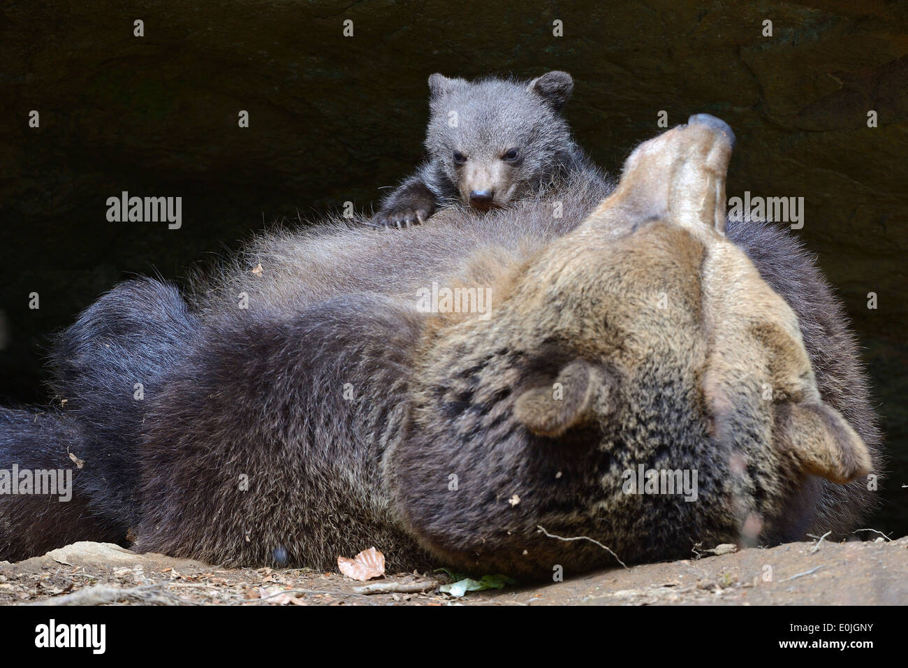 Europäischer Braunbär (Ursus arctos), Muttertier säugt Jungtier, 3 Monate, captive, Bayern, Deutschland Stock Photo