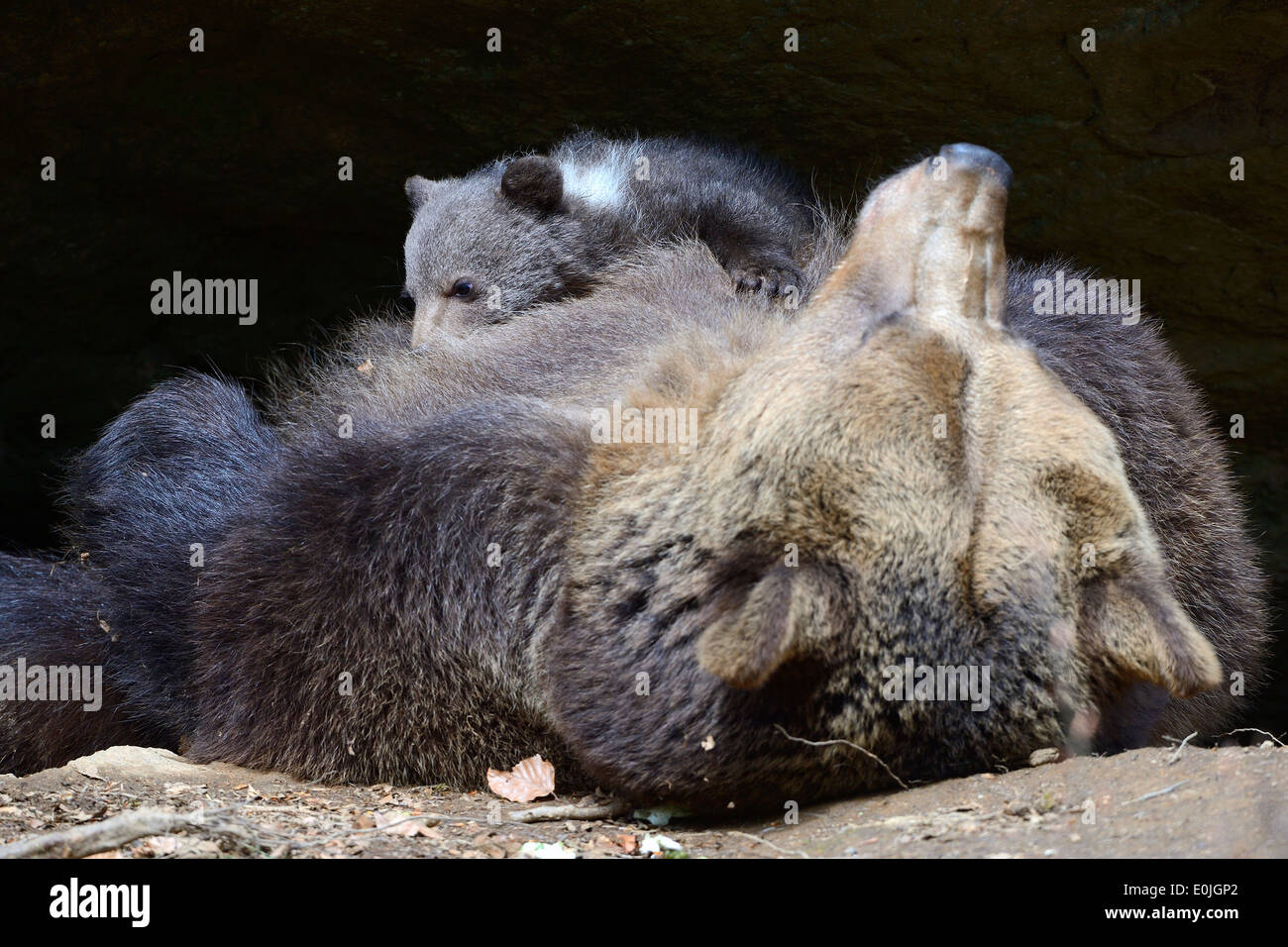 Europäischer Braunbär (Ursus arctos), Muttertier säugt Jungtier, 3 Monate, captive, Bayern, Deutschland Stock Photo