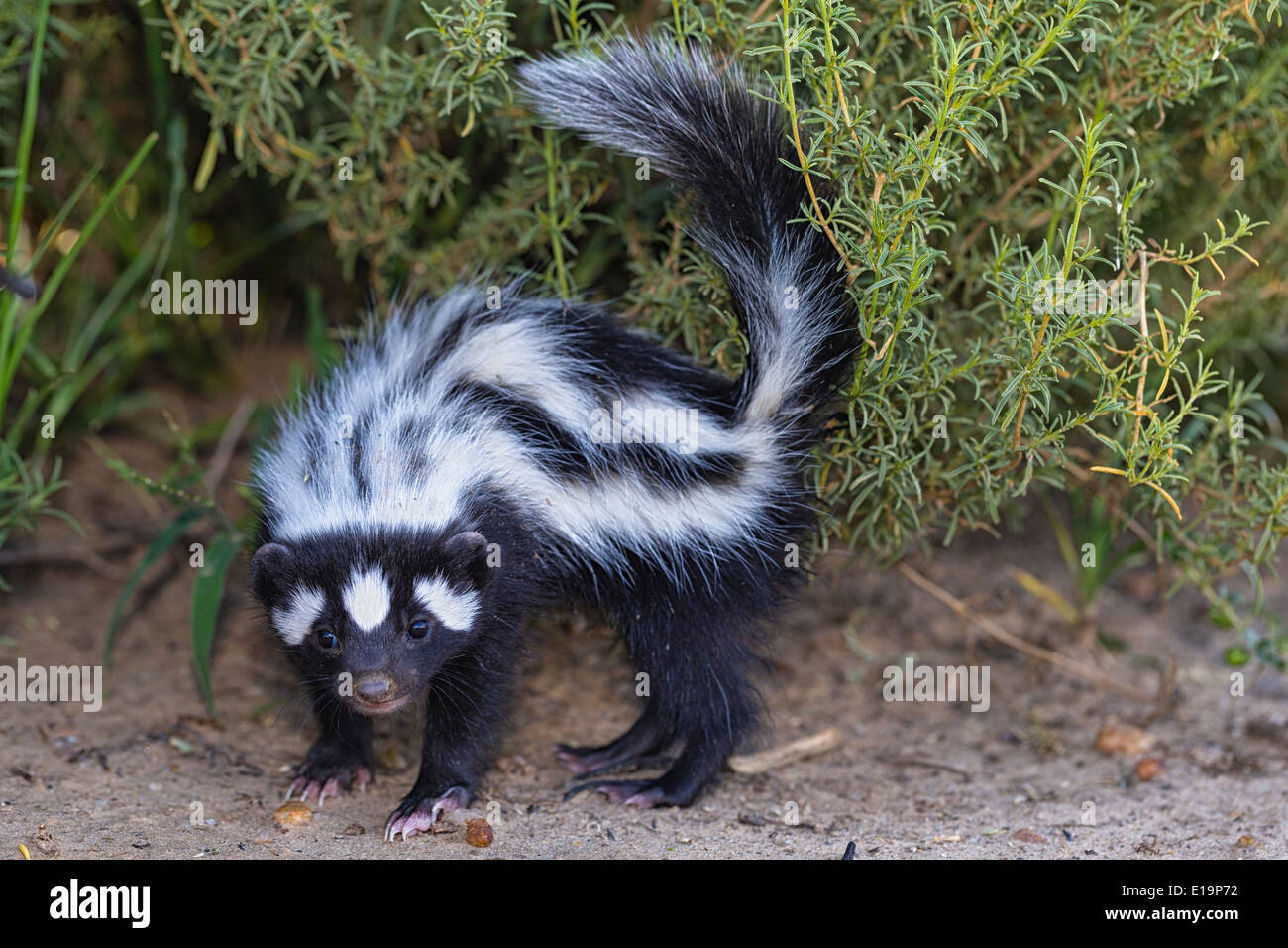 Striped polecat(Ictonyx striatus).Namibia Stock Photo