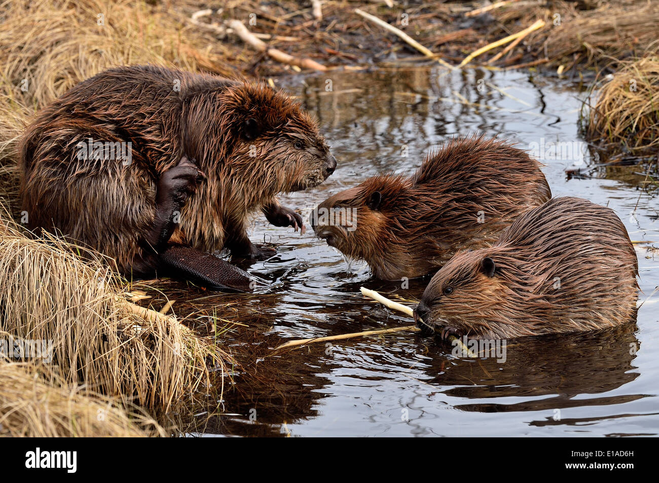 A mother beaver with 2 kits in a shallow section of the beaver pond Stock Photo