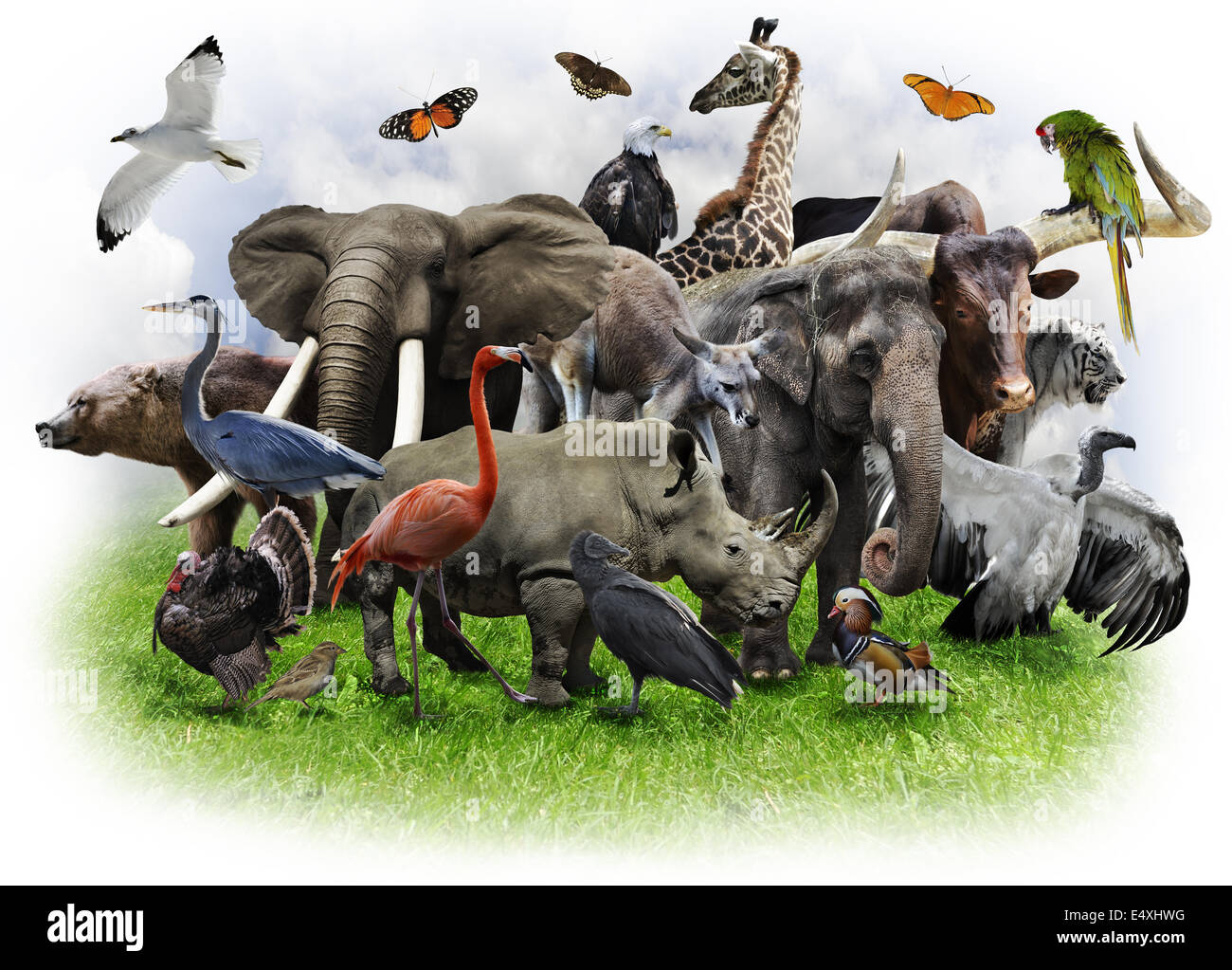 Animals Collage Stock Photo