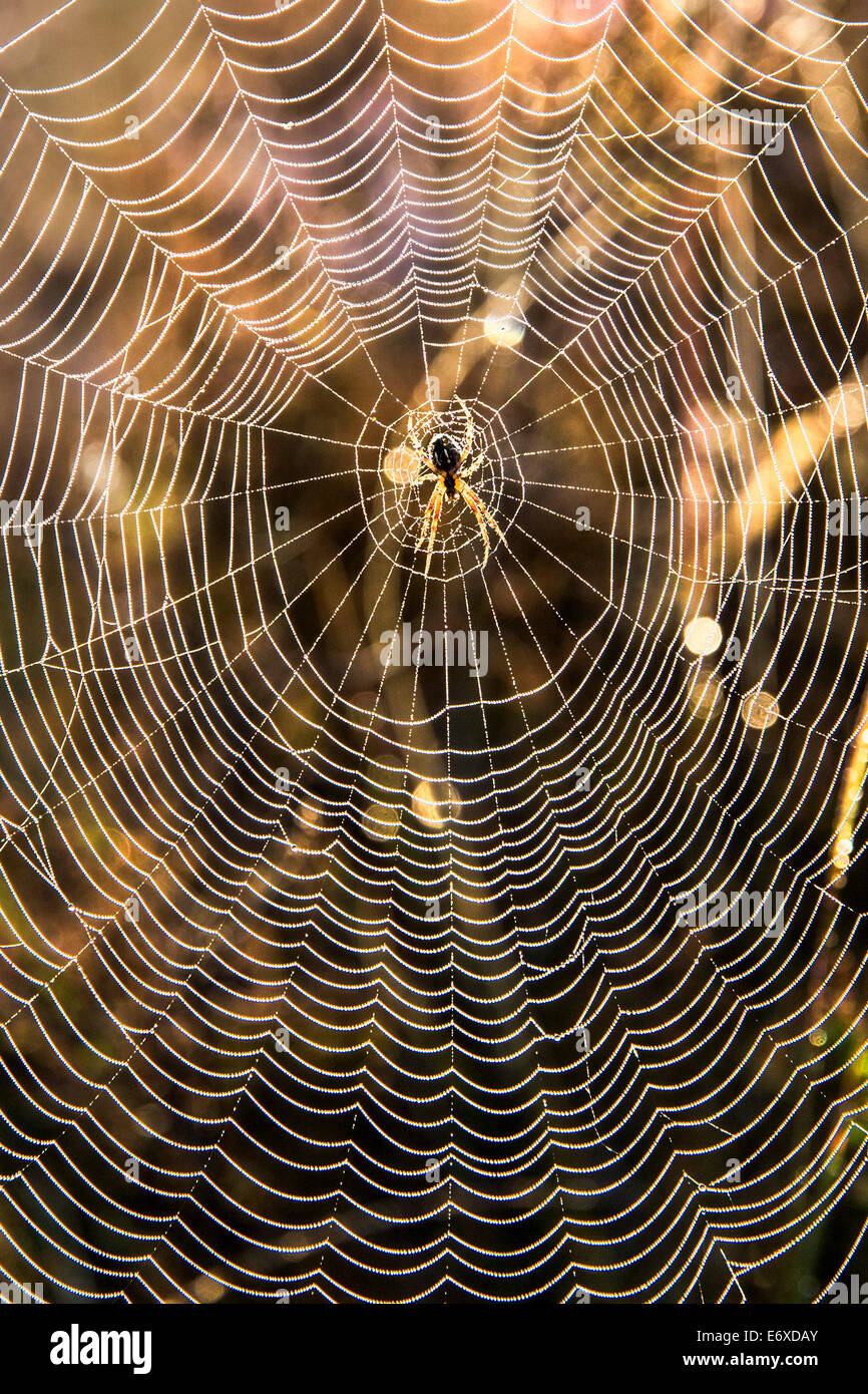 Netherlands, Bussum, Heathland or moorland called Fransche Kampheide. Sunrise. Spider web Stock Photo