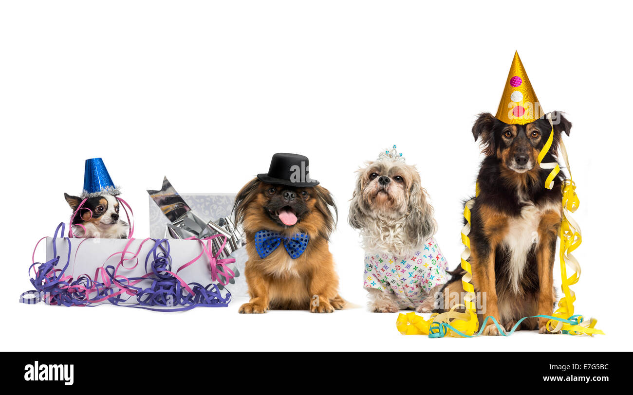 Dogs partying in front of white background Stock Photo