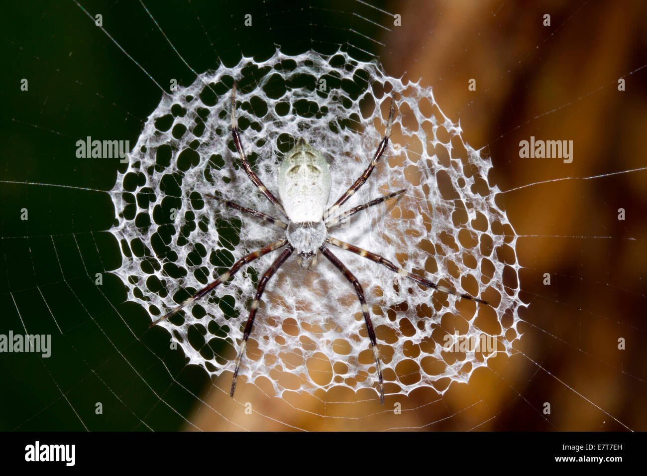 Spider, Argipoe savignyi in its web in the rainforest, Ecuador Stock Photo