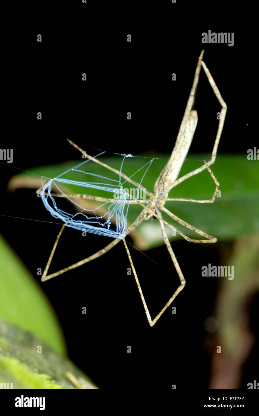 Ogre faced spider (Deinopus sp.) with web, in the Ecuadorian Amazon. Stock Photo