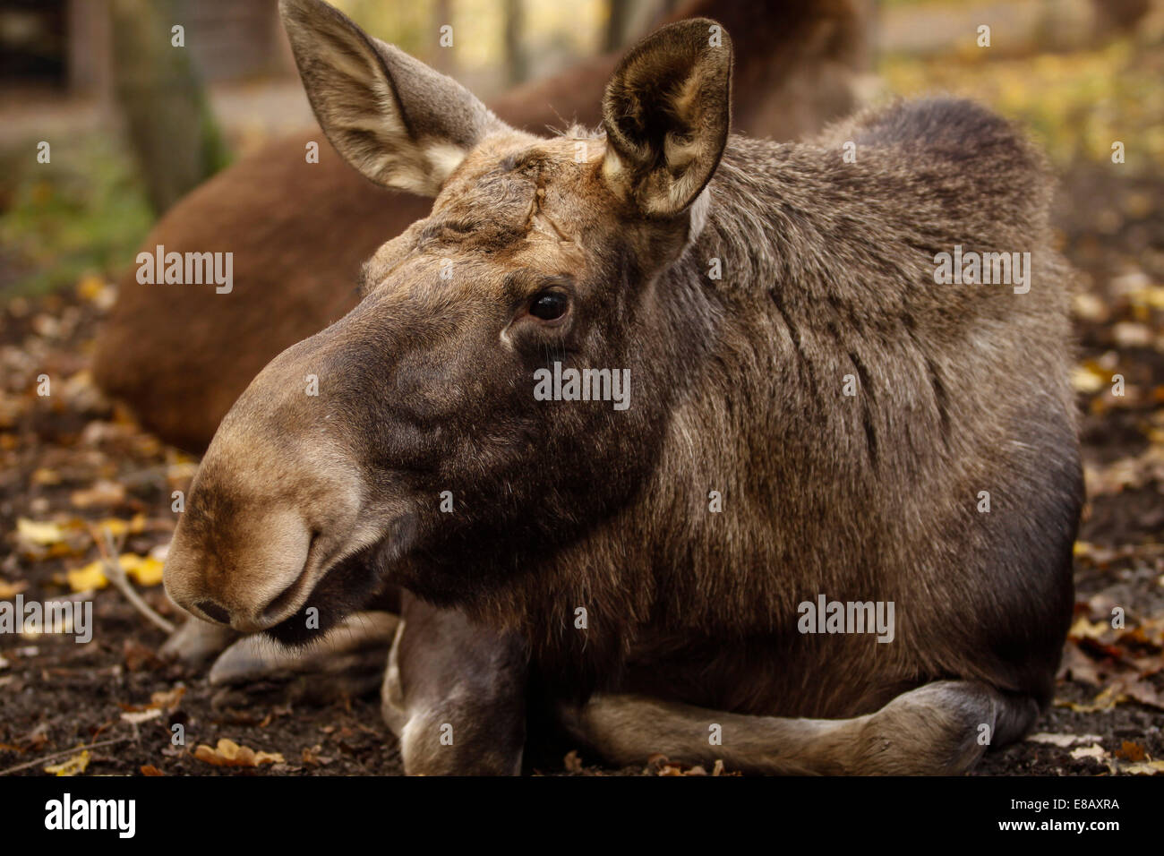 Reindeer, autumn, Skansen, zoological park, Stockholm Stock Photo