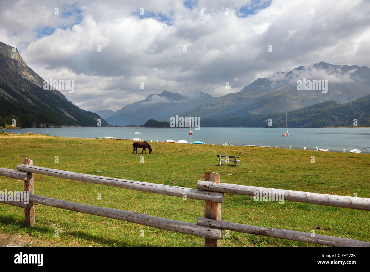 Sleek bay horse Stock Photo