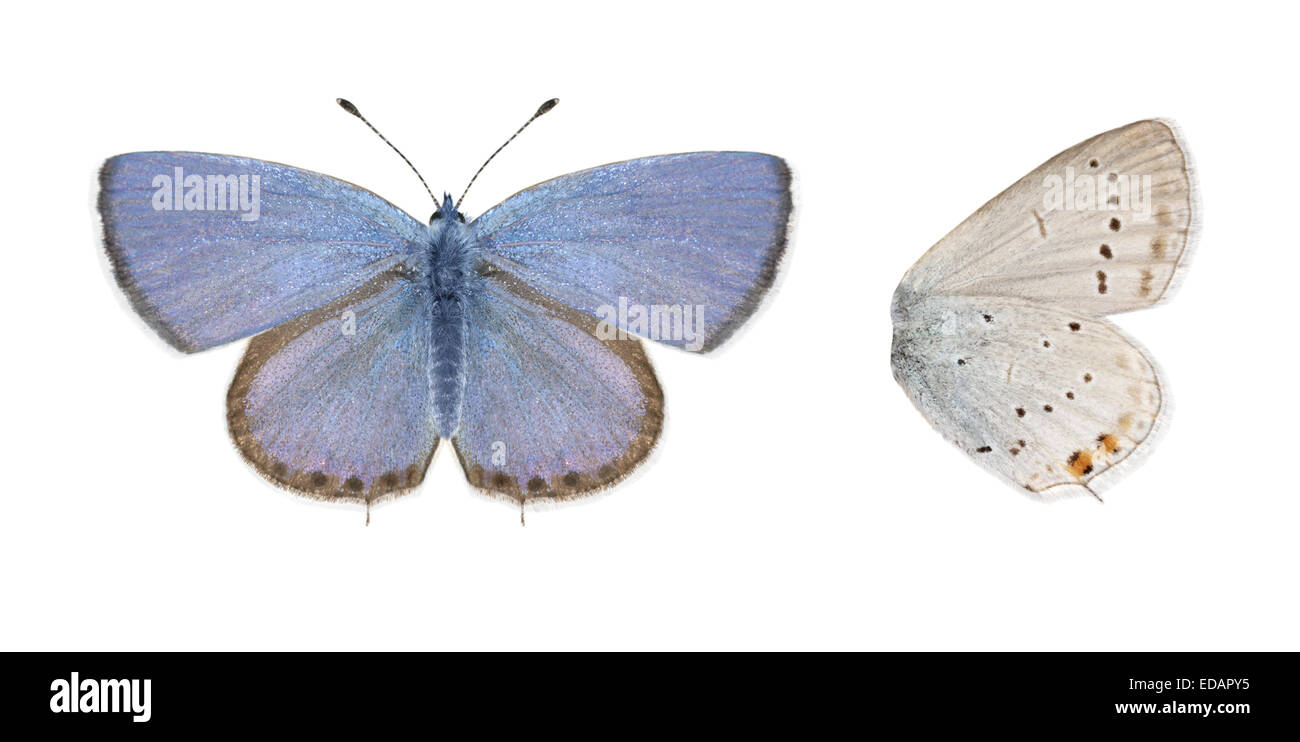 Short-tailed Blue - Everes argiades Stock Photo